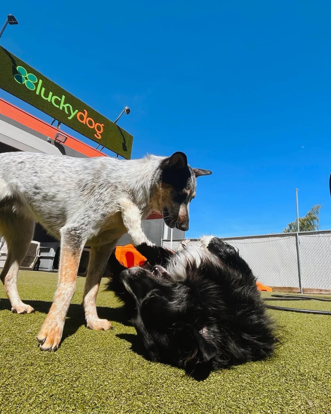 Luckydog Day & Night Care, a dog daycare in Springfield, OR