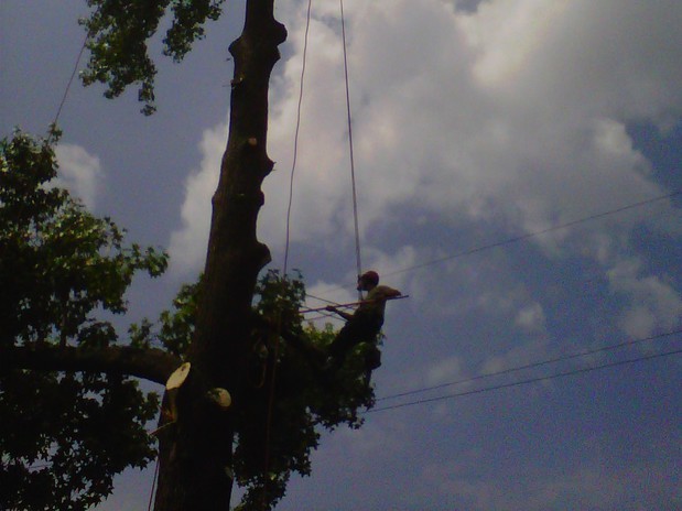 Images Long's Tree Service