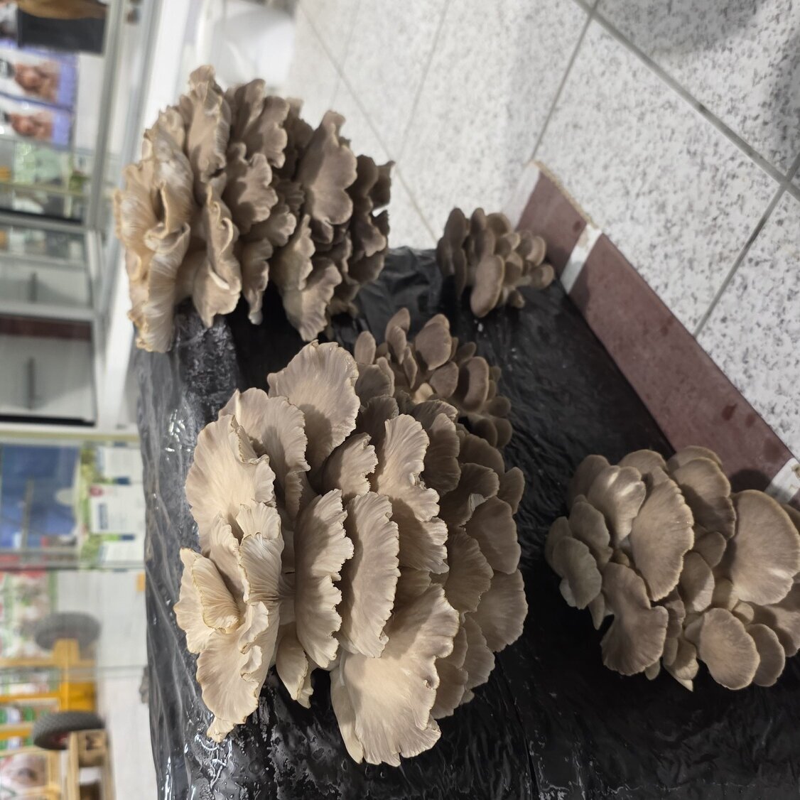 Images Mascotas gourmet