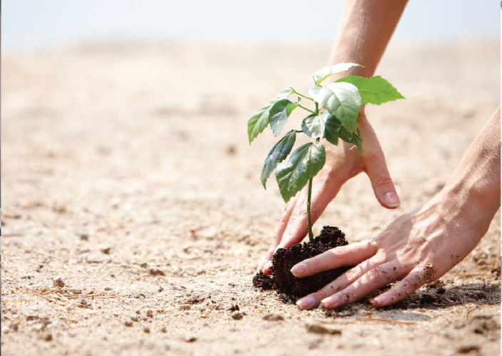 Close-up of an individual planting some vegetation.