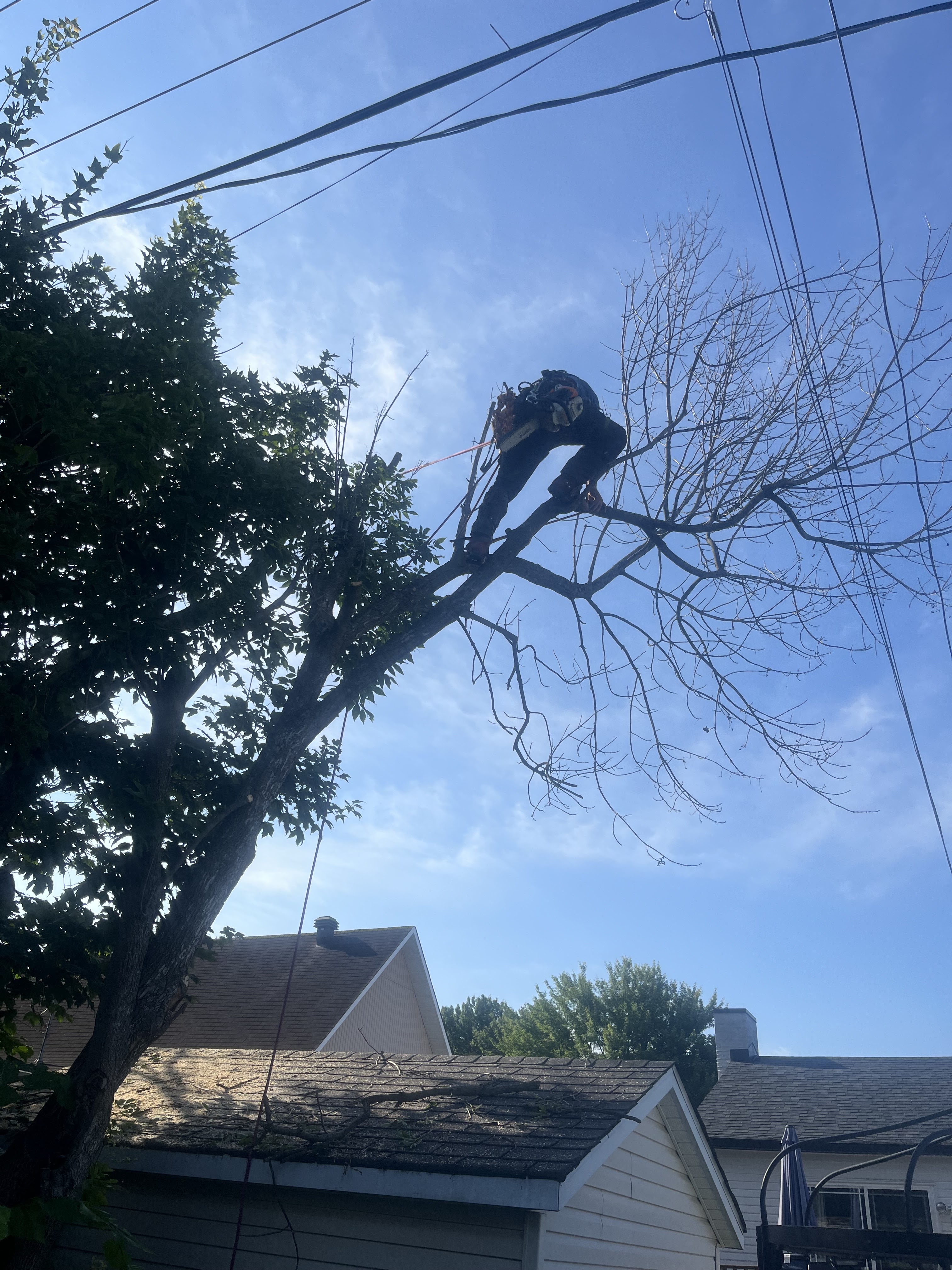 Images Élagage Frère d'Arbres