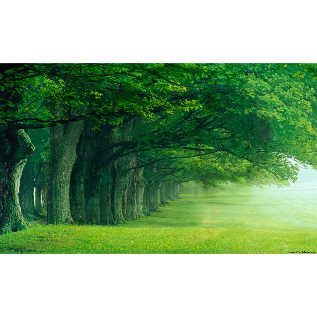 Moreno's Five Star Tree Services