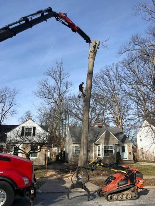 Images Montgomery Tree & Stump Removal
