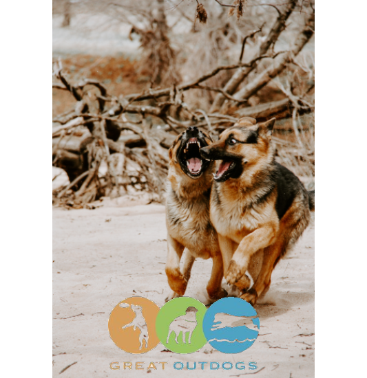 Images Great Outdogs