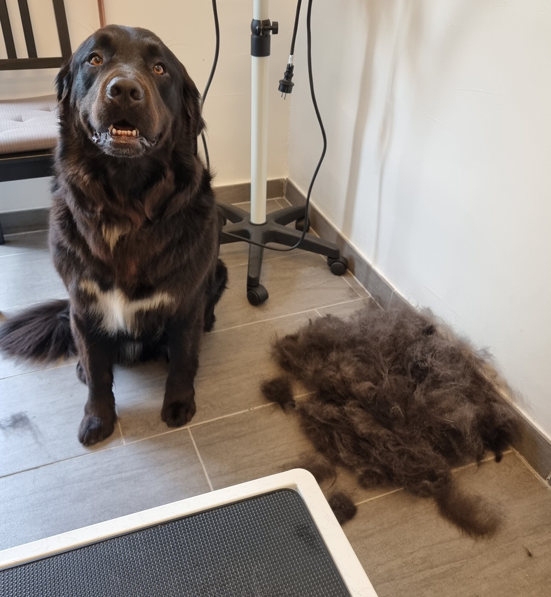 Mellys Hundesalon, Böwerweg 14 in Wittbek