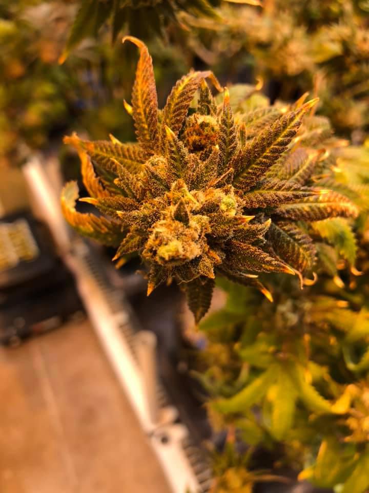 Native Harvest Dispensary Photo