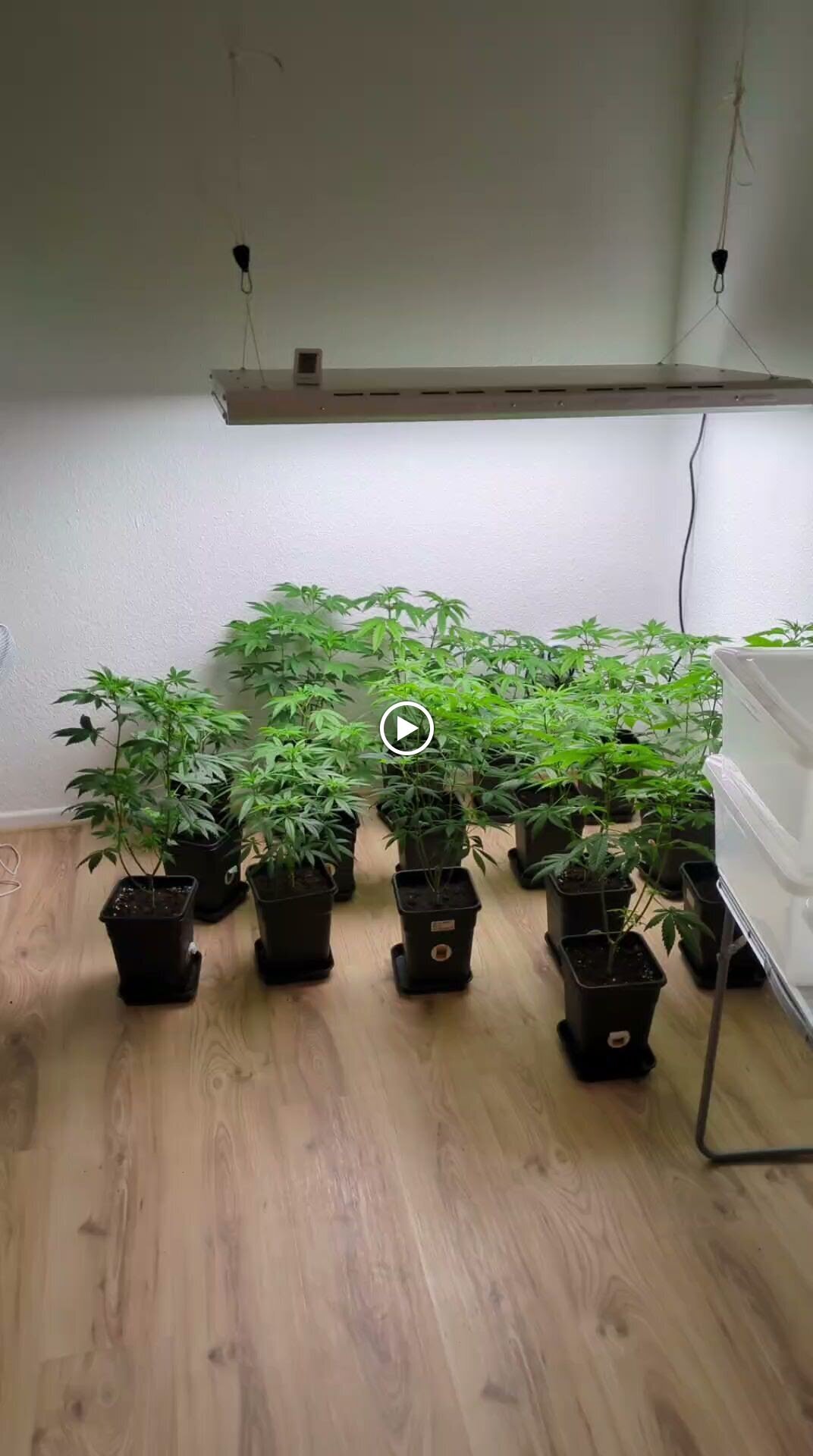 Bilder backyardgrowersshop