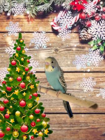 Images Frank's Pet Shop