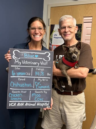 Images VCA AVH Animal Hospital