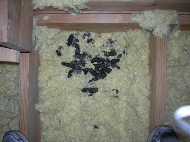 Images Covenant Wildlife