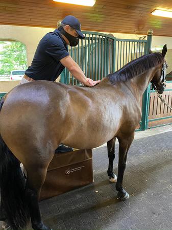 Images Palm Beach Equine Clinic