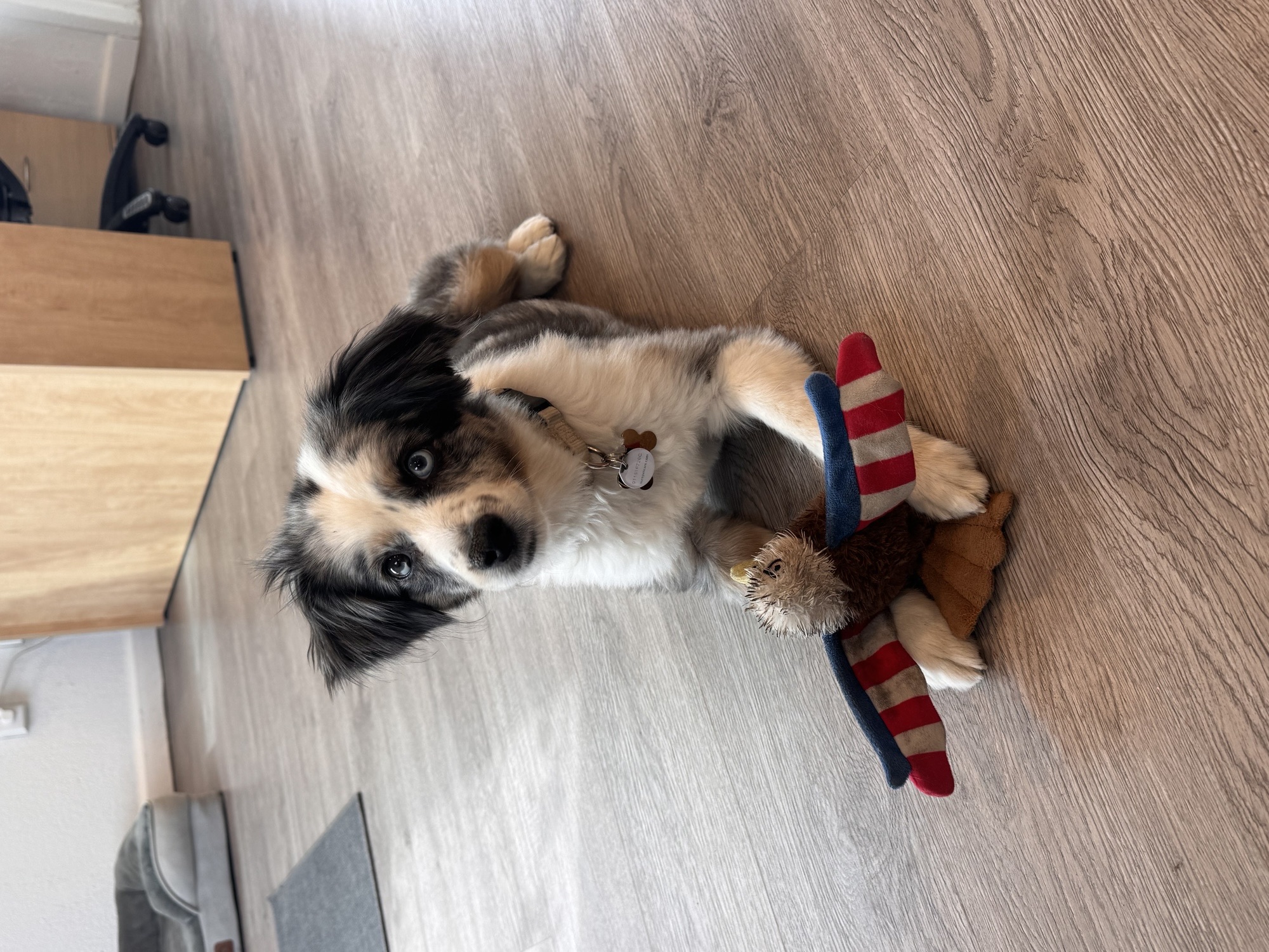 Ms. May our office dog. 