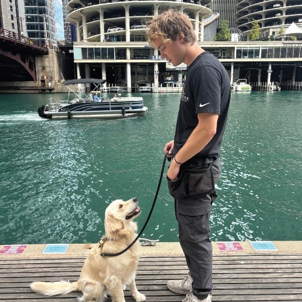 Images Prestige Dog Training