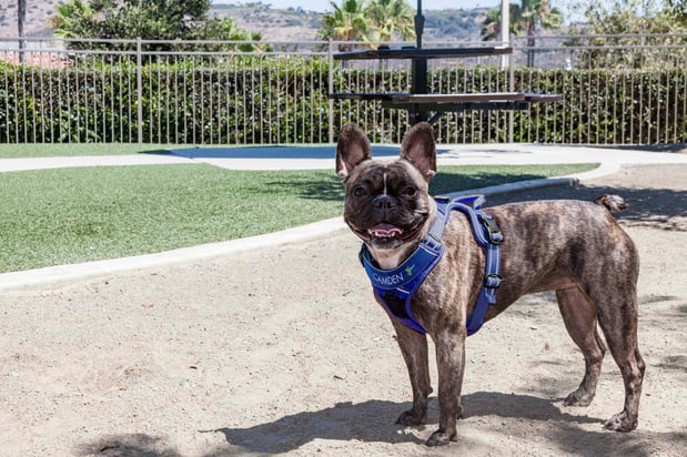 Images Camden Old Creek Apartments