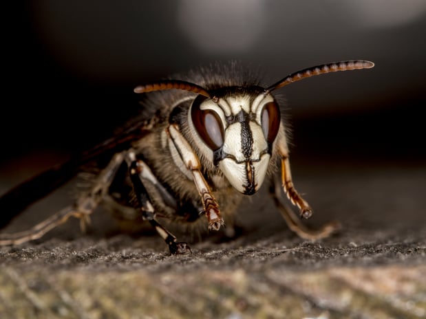 Images Aim Pest Solutions