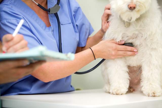 Another great benefit of frequent health screenings is having a healthy baseline for comparison should your pet become sick. Our records at Heritage Animal Hospital will be able to help us determine what medications are needed, and how we can help your pet become healthier.
