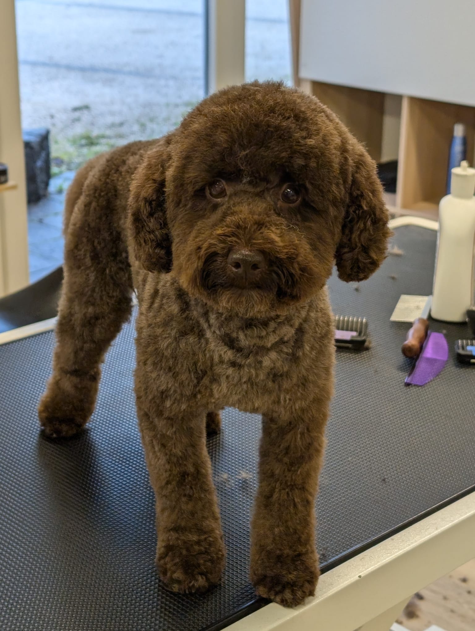 Bilder HUND UM by Sabrina Vogt