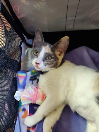 Images Union City Veterinary Medical Center & Emergency Clinic