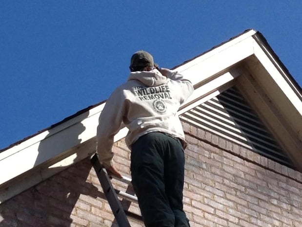 Images Affordable Wildlife Eviction