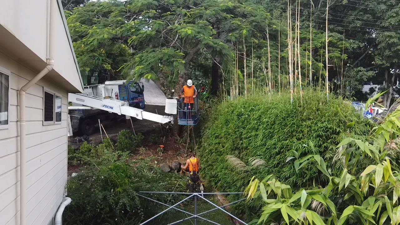 Bamboo Removal Buderim True Blue Tree and Stump Removal Glass House Mountains 0475 069 375