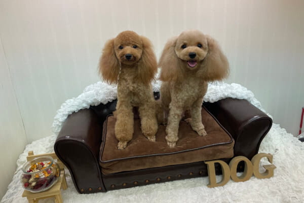 Images ペットショップ 犬の家