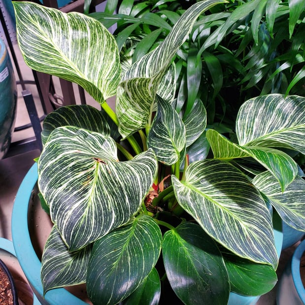 Images Deep Roots Garden Center