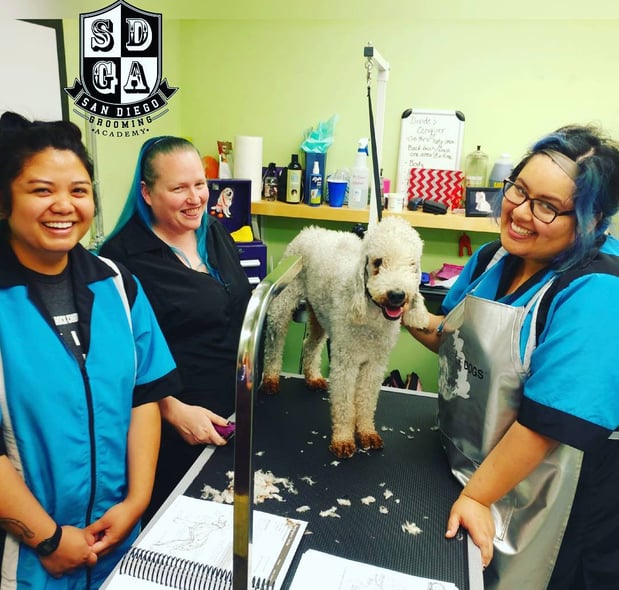 Images San Diego Grooming Academy