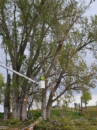 Images H & S Tree Care