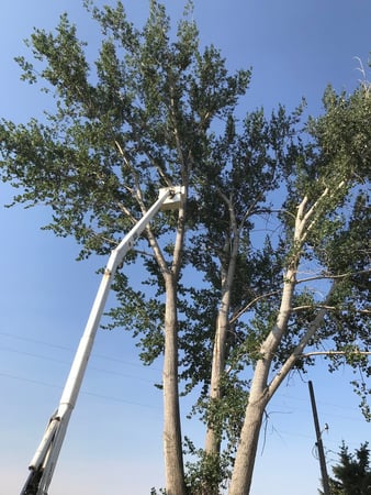 Images 4 Seasons Tree Service