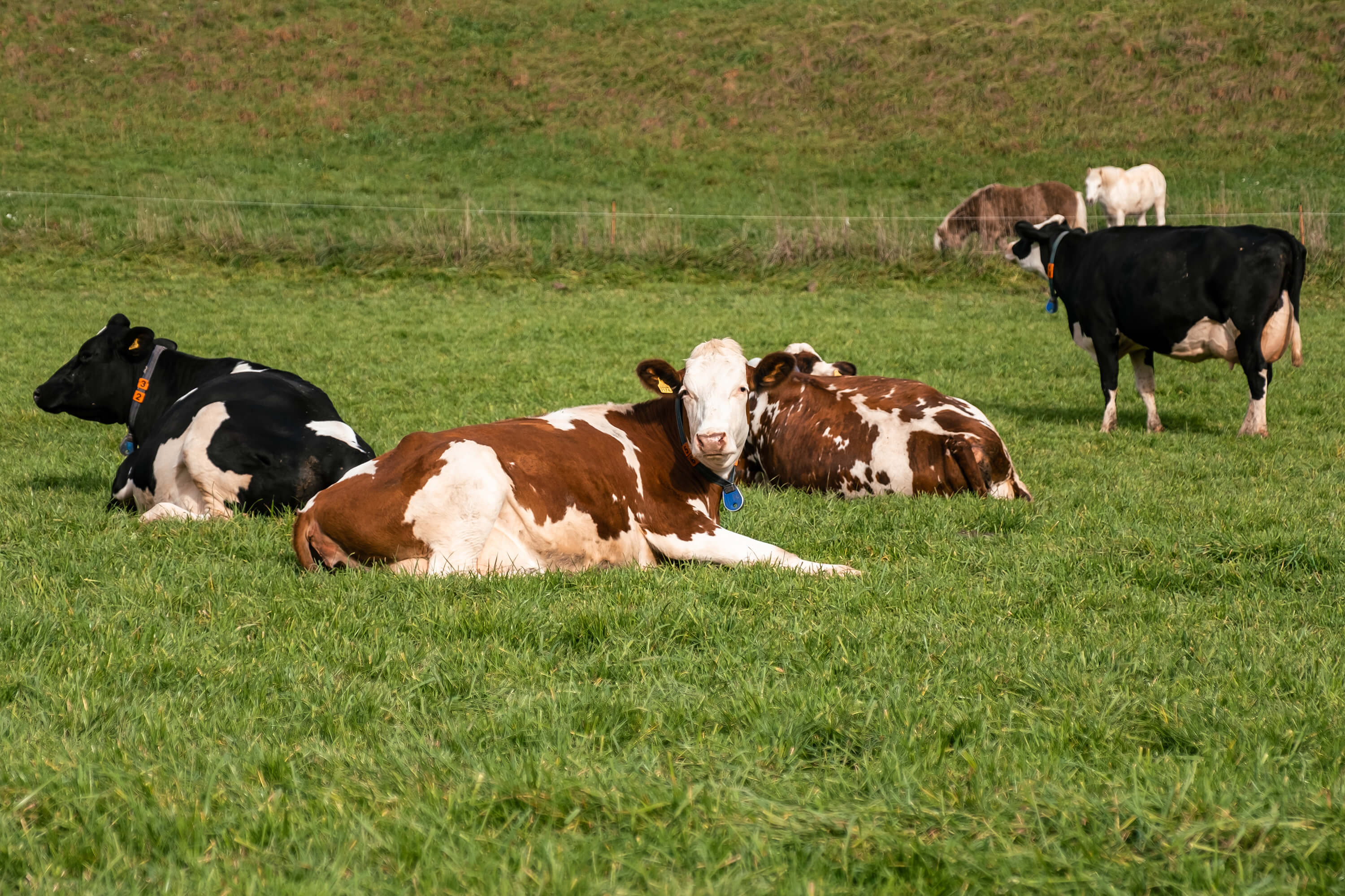 Bilder Wagis Farm - Hofladen