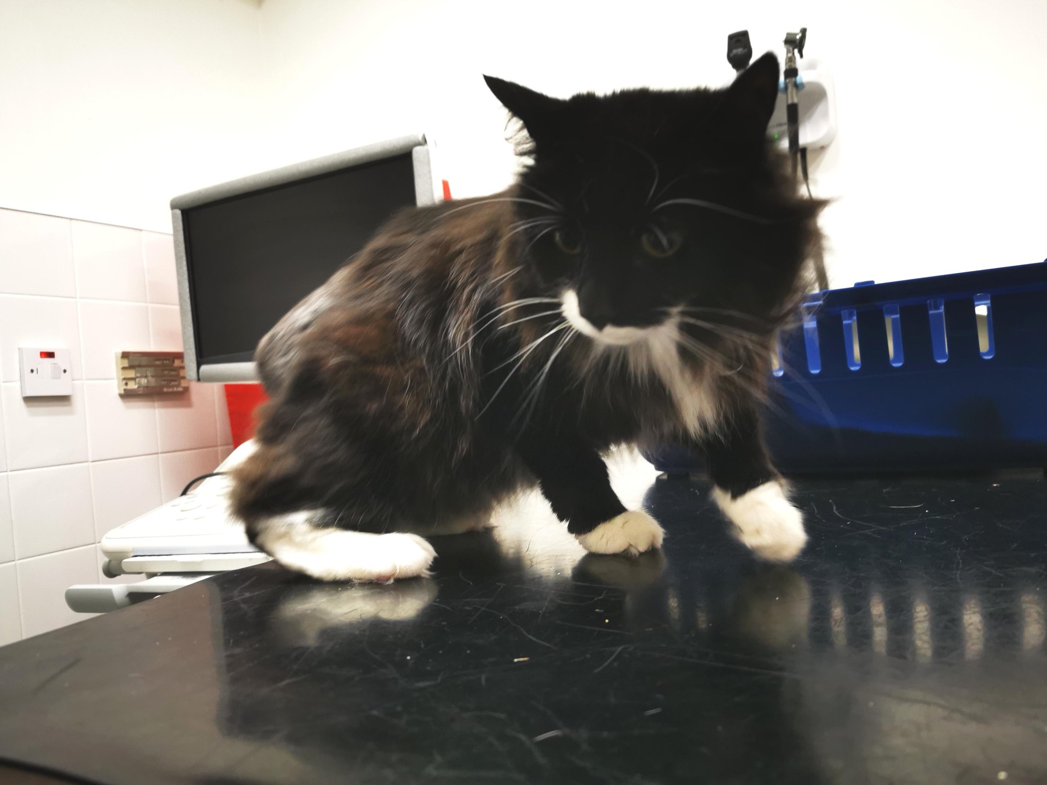 Images Streatham Hill Veterinary Surgery