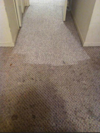 Images Dirt Free Carpet
