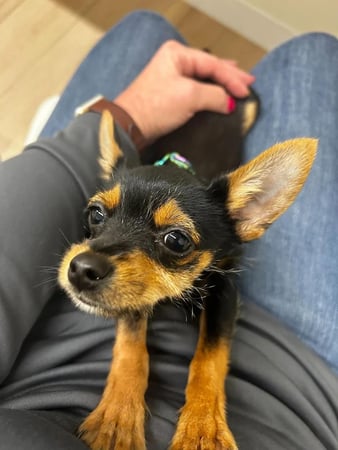 Images Petfolk Veterinary & Urgent Care - Fort Mill