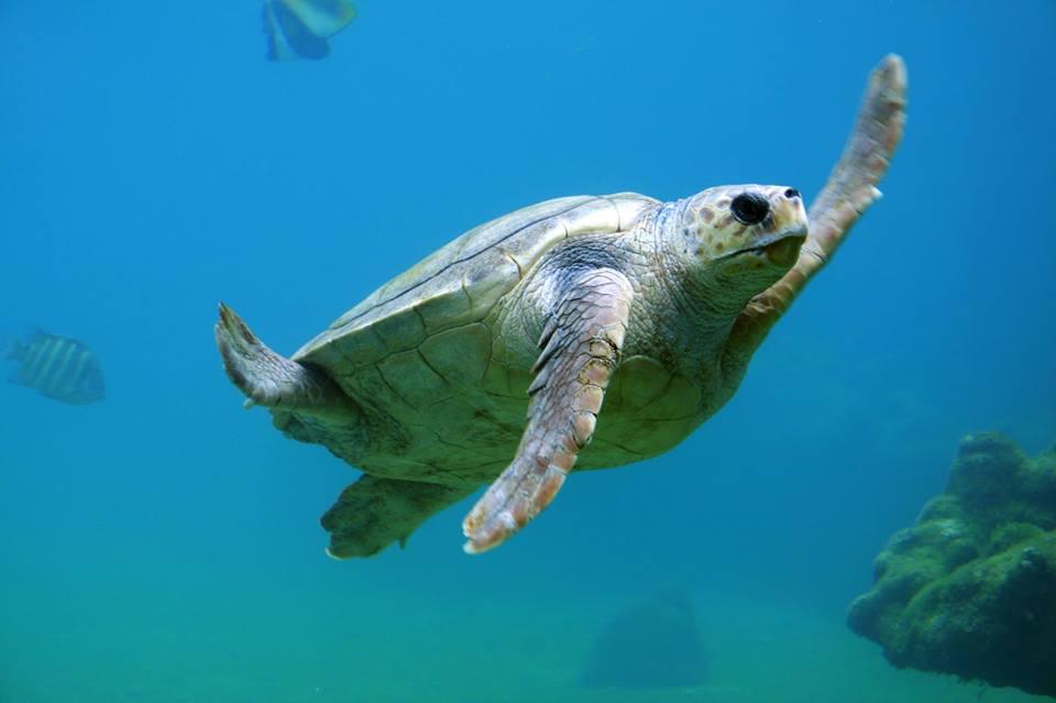 Cayman Turtle Centre Island Wildlife Encounter