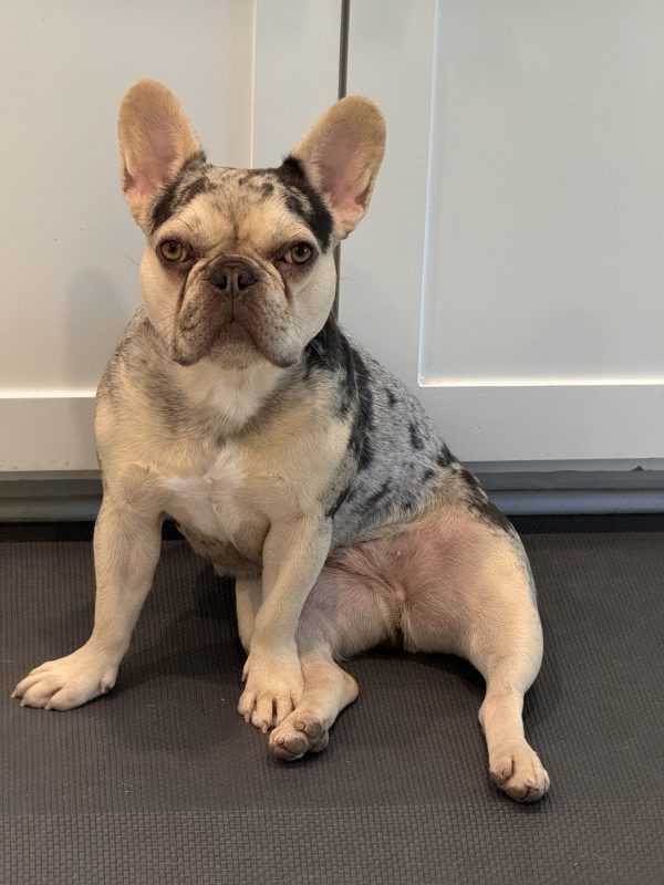 Images Wild Blue French Bulldogs