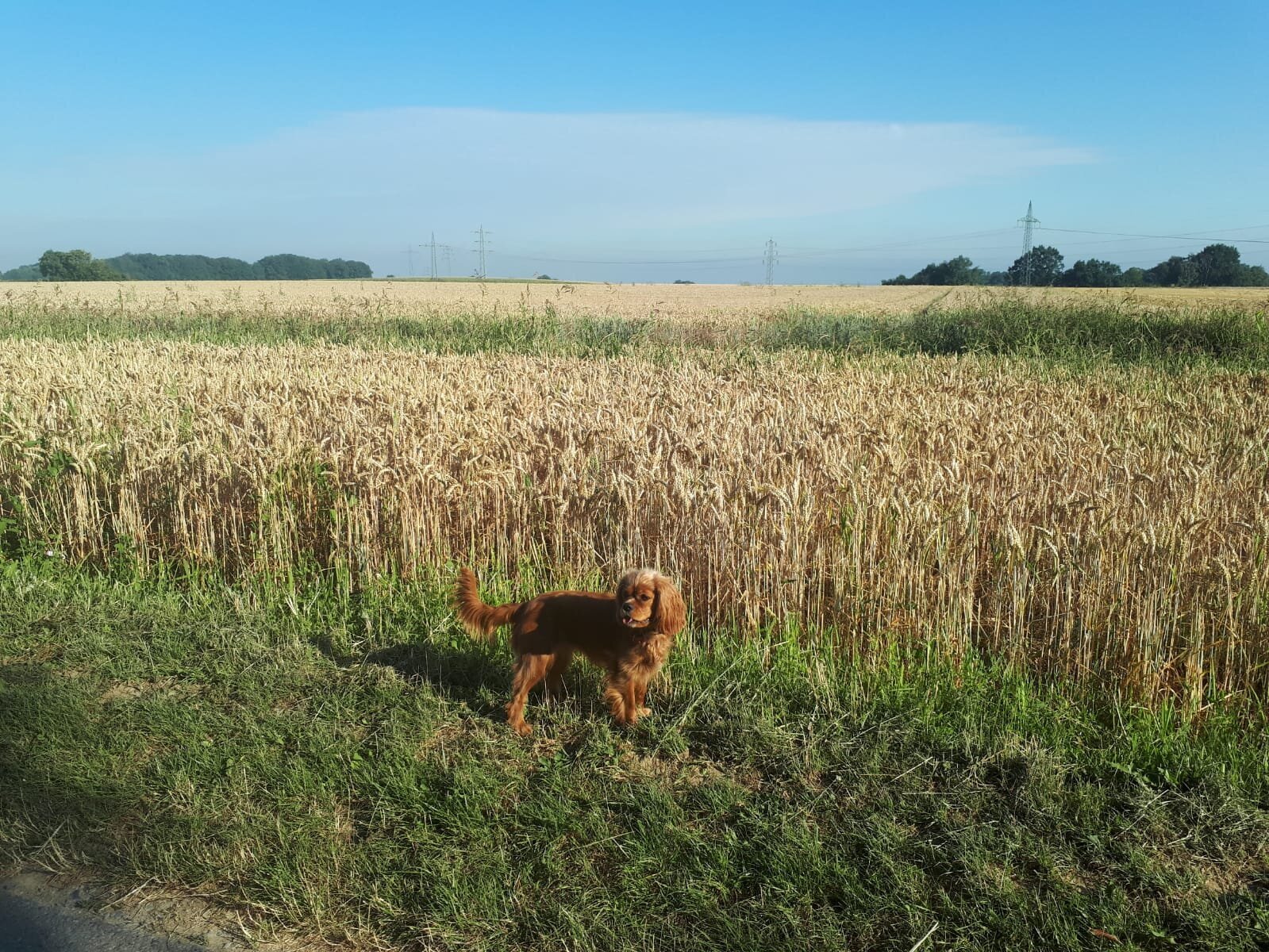 Bilder Hundezentrum Lapki