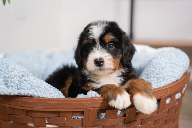 Images Furever Perfect Pups LLC