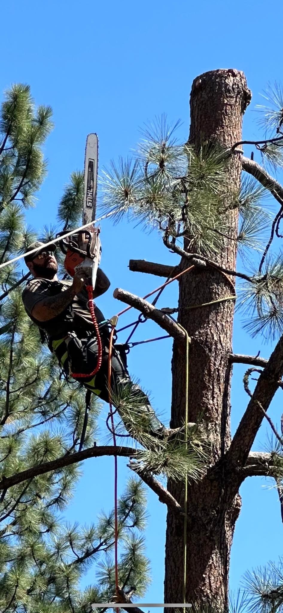 A climbing arborist in a harness and safety glasses holds a Stihl chainsaw while positioned high in a pine tree, with ropes and lanyards attached, against a bright blue sky.