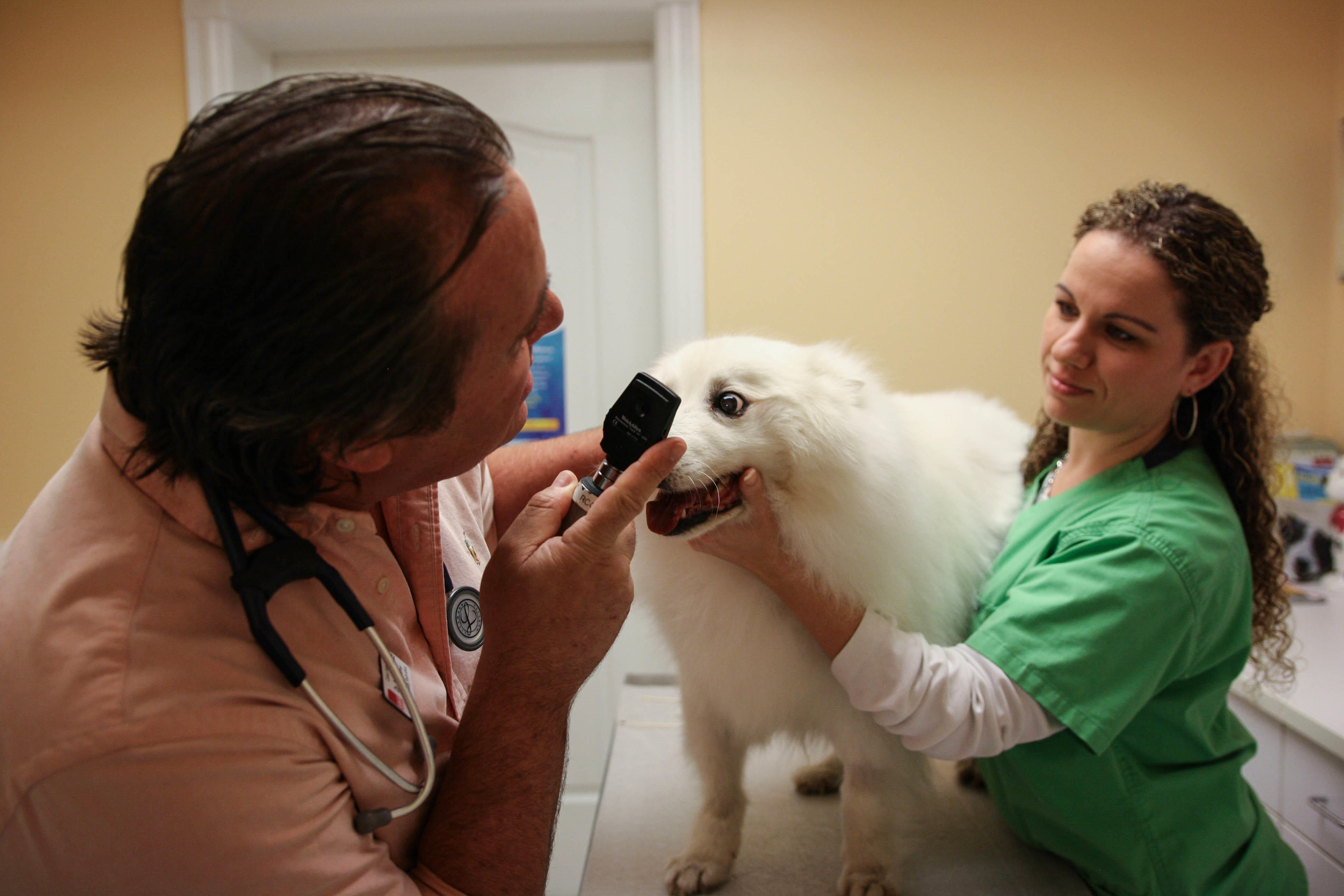 Healthy eyes are clear, white, and bright! Here, Dr. Krawitz uses an otoscope to ensure exceptional  Calusa Veterinary Center Boca Raton (561)999-3000