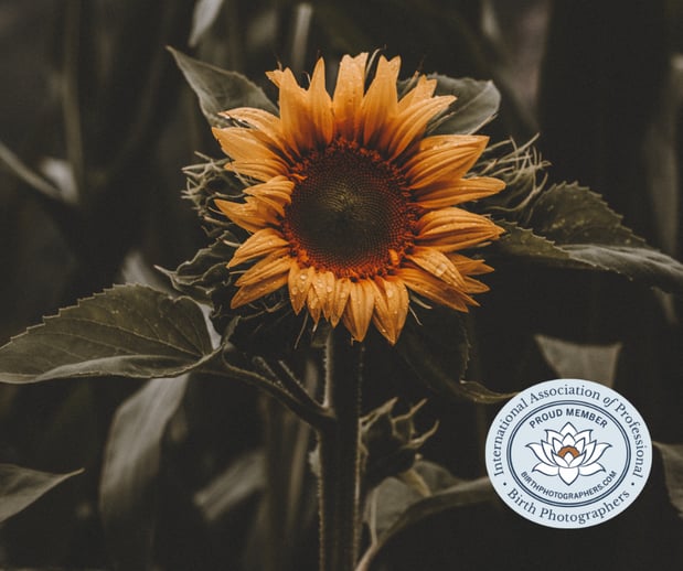 Images A Joy Story Photography