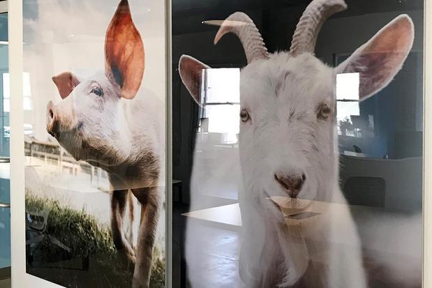 Images Animal Equality