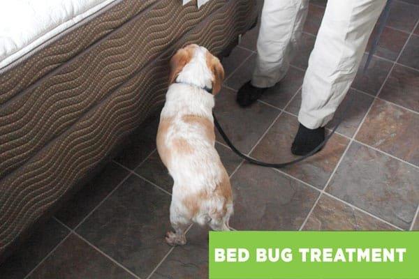 Images Nextgen Pest Solutions
