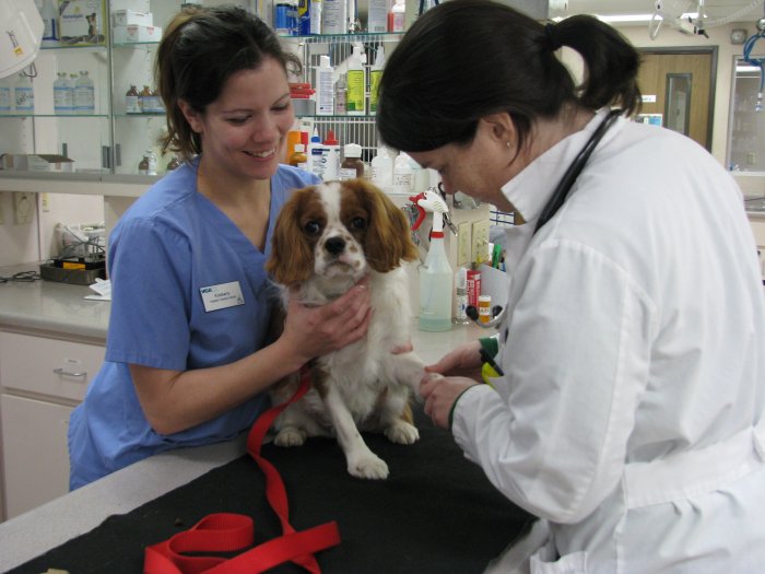 Image 4 | VCA All Our Pets Animal Hospital