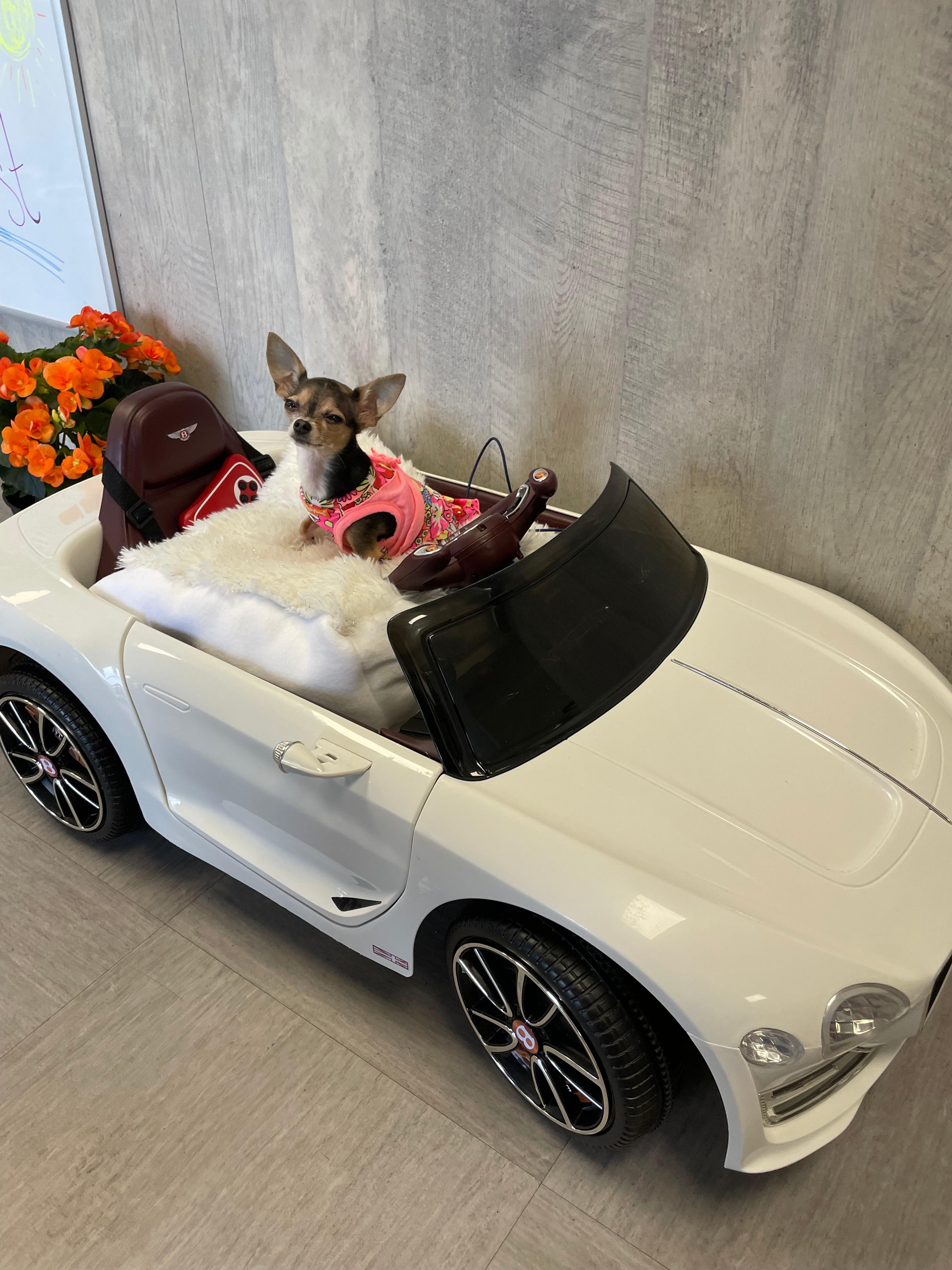 Dog in toy car