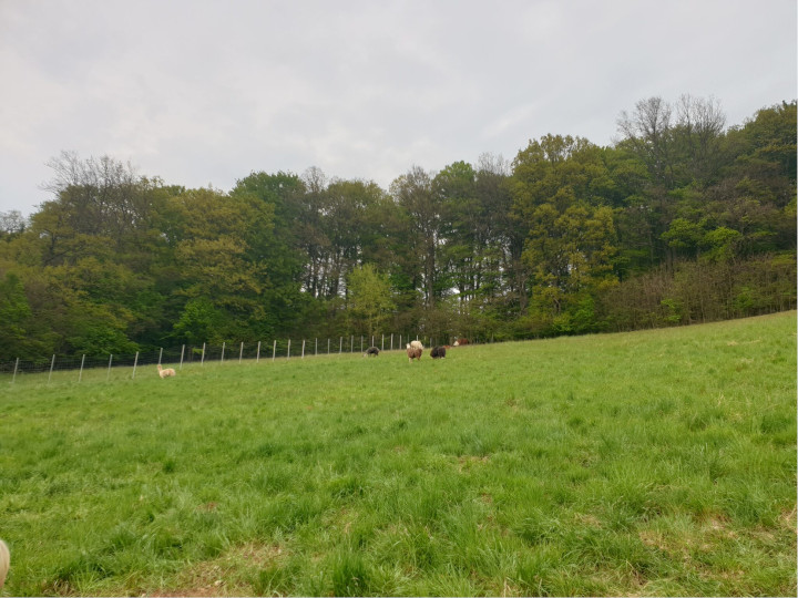 Bild 3 von Waldbad Alpakas - Alpaka Wanderung und Lama Wanderung