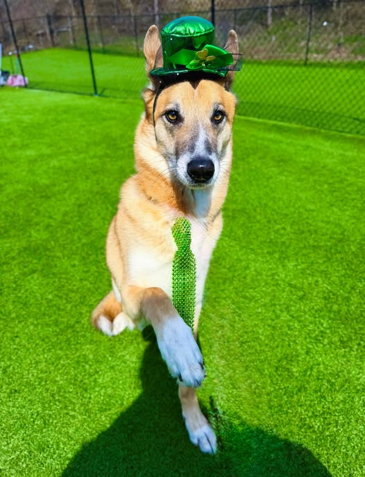 Happy St. Patricks Day!