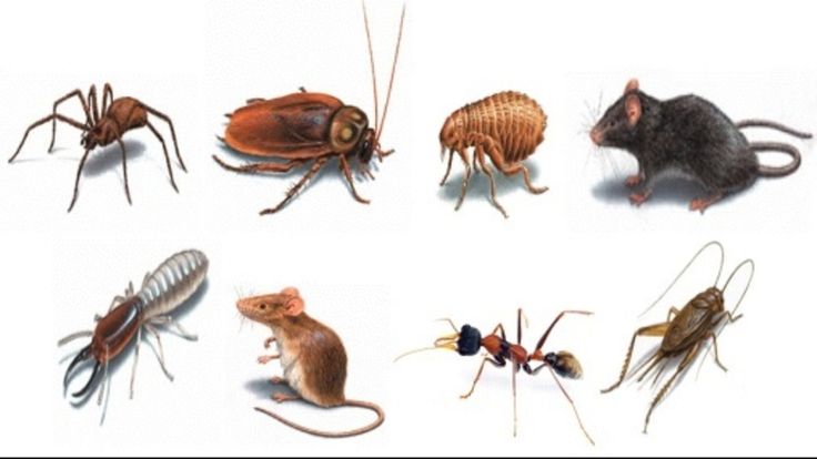 Images Hometown Pest & Termites