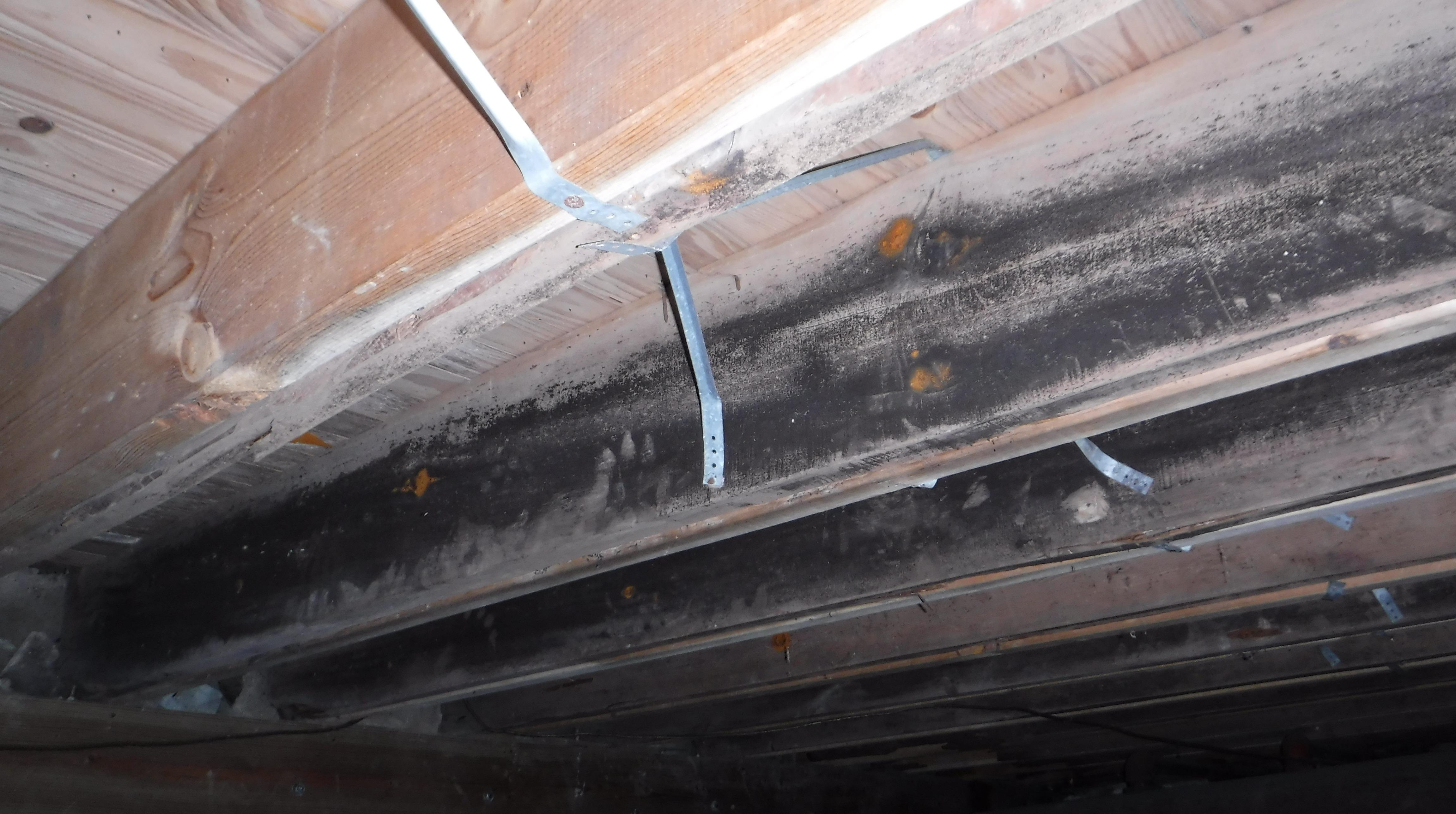 Can you spot the mold? SERVPRO can and we're here to help!