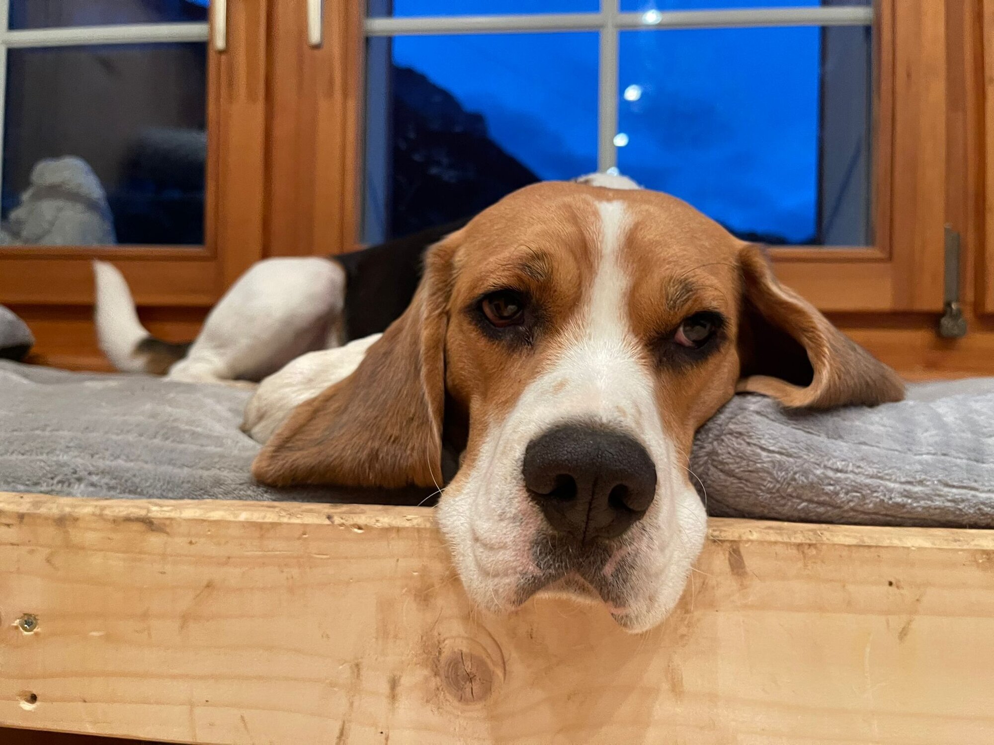 Bilder Beagleszucht Appenzell