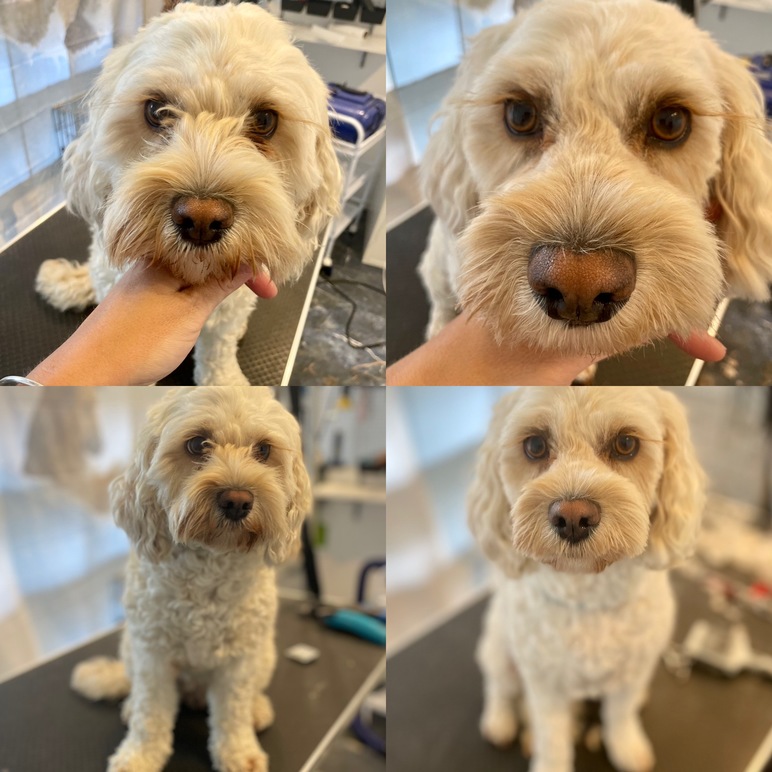 Images 4 Tassarnas Trim AB